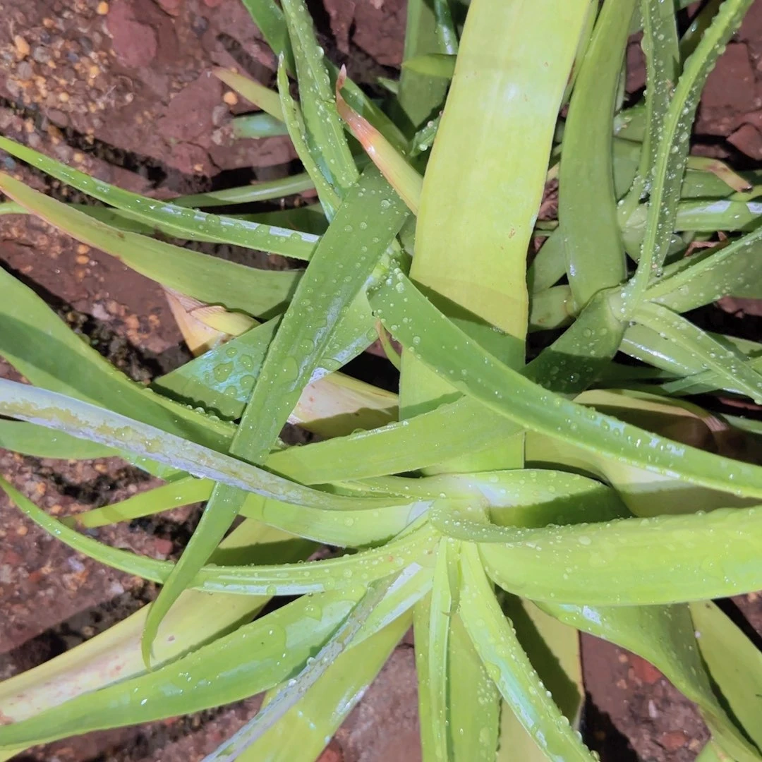块根植物块根植物