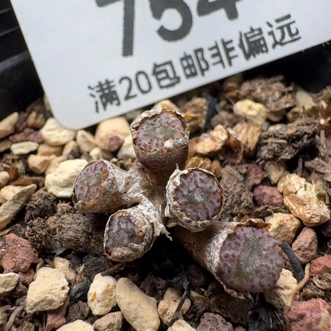 红珊瑚带盆土。