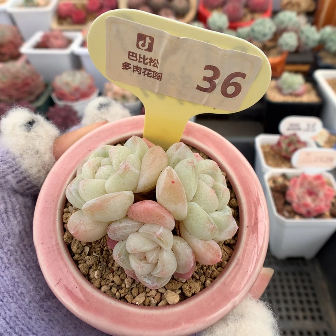 36小脸冰玉多肉植物