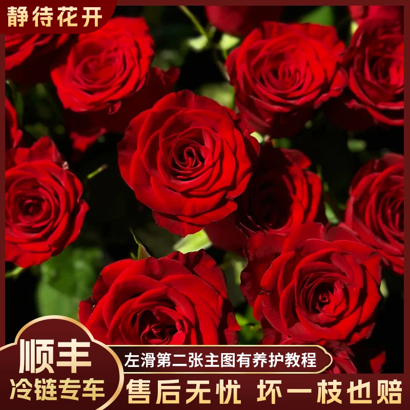 【静待花开】高原红-A级单头玫瑰 云南鲜花斗南花卉顺丰冷链高品质