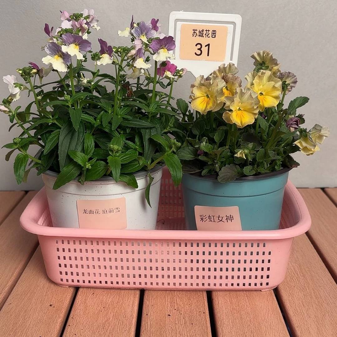 大部分开放少量花苞31