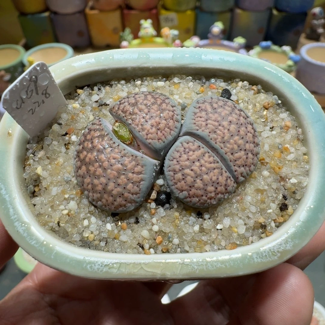 蘑菇1388血点朝贡多肉植物