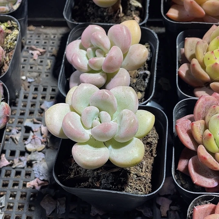 单头泡泡糖带盆土发