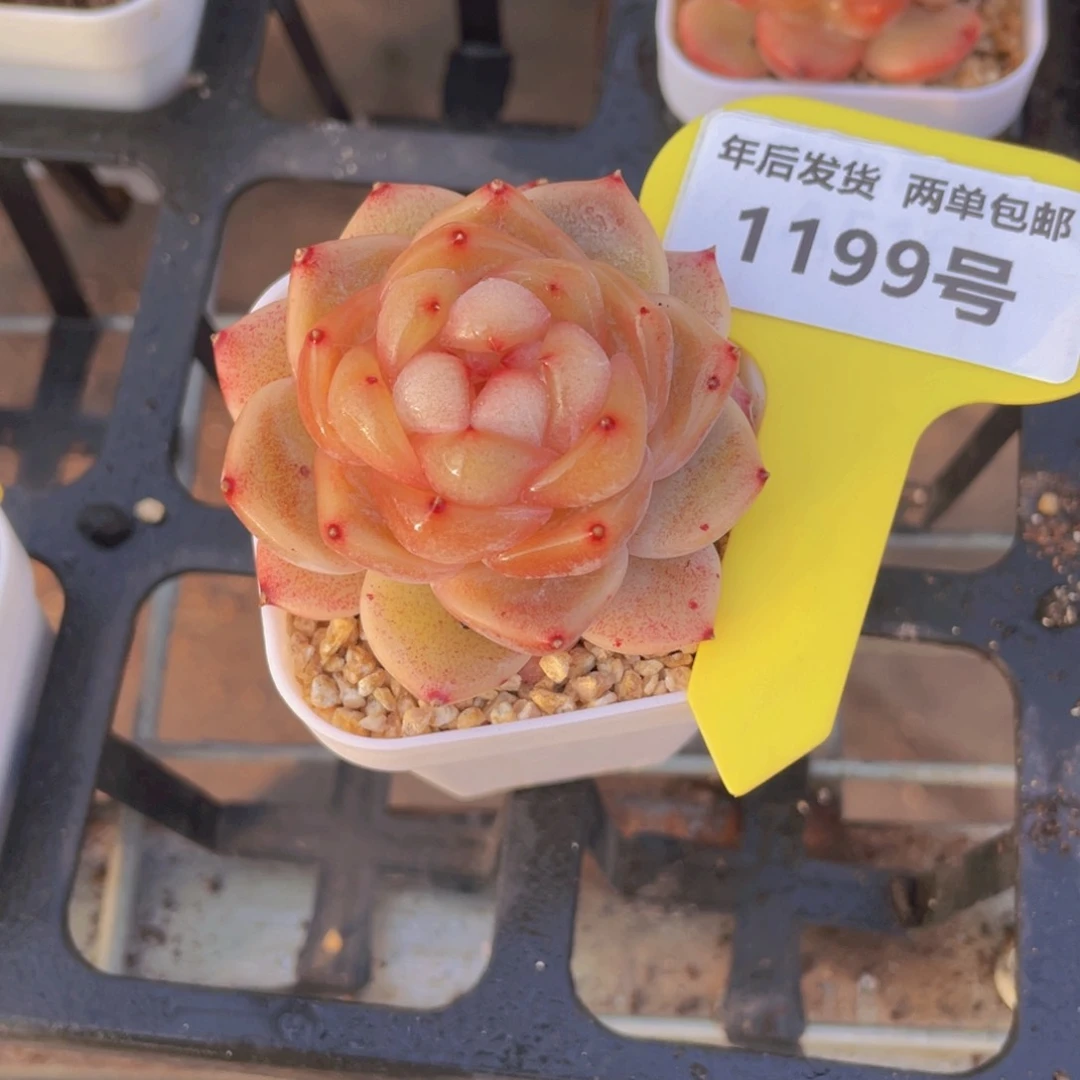 1199号宽叶珍妮新品