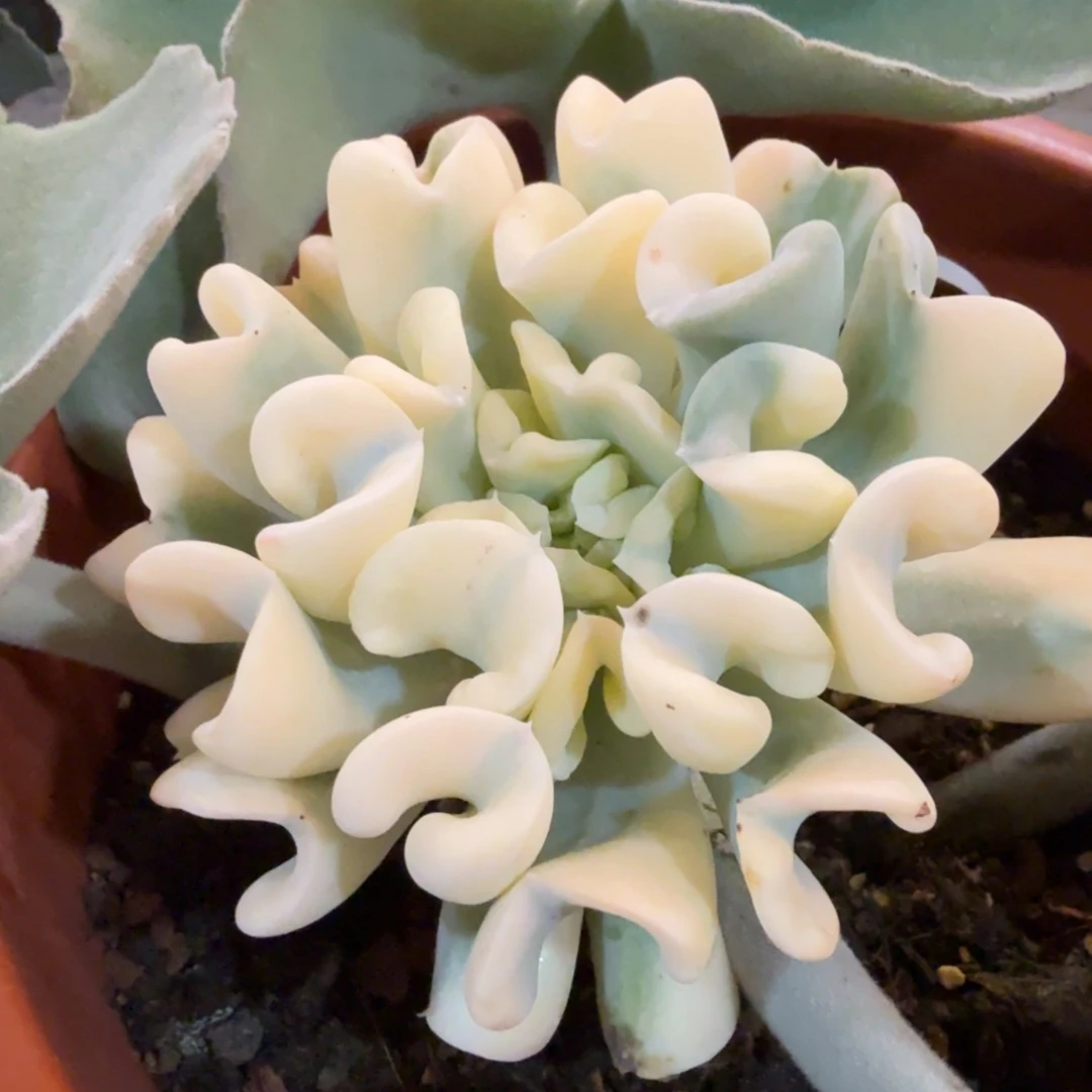 特异莲 安吉园艺锦