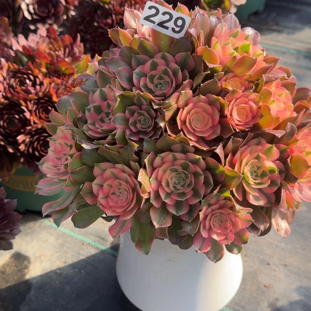 229想飞多肉植物