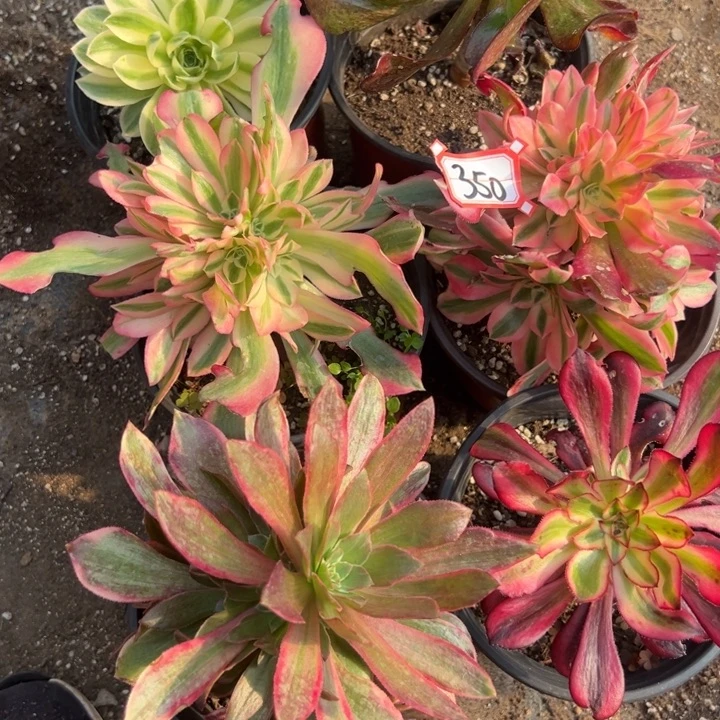 多肉植物350不售后