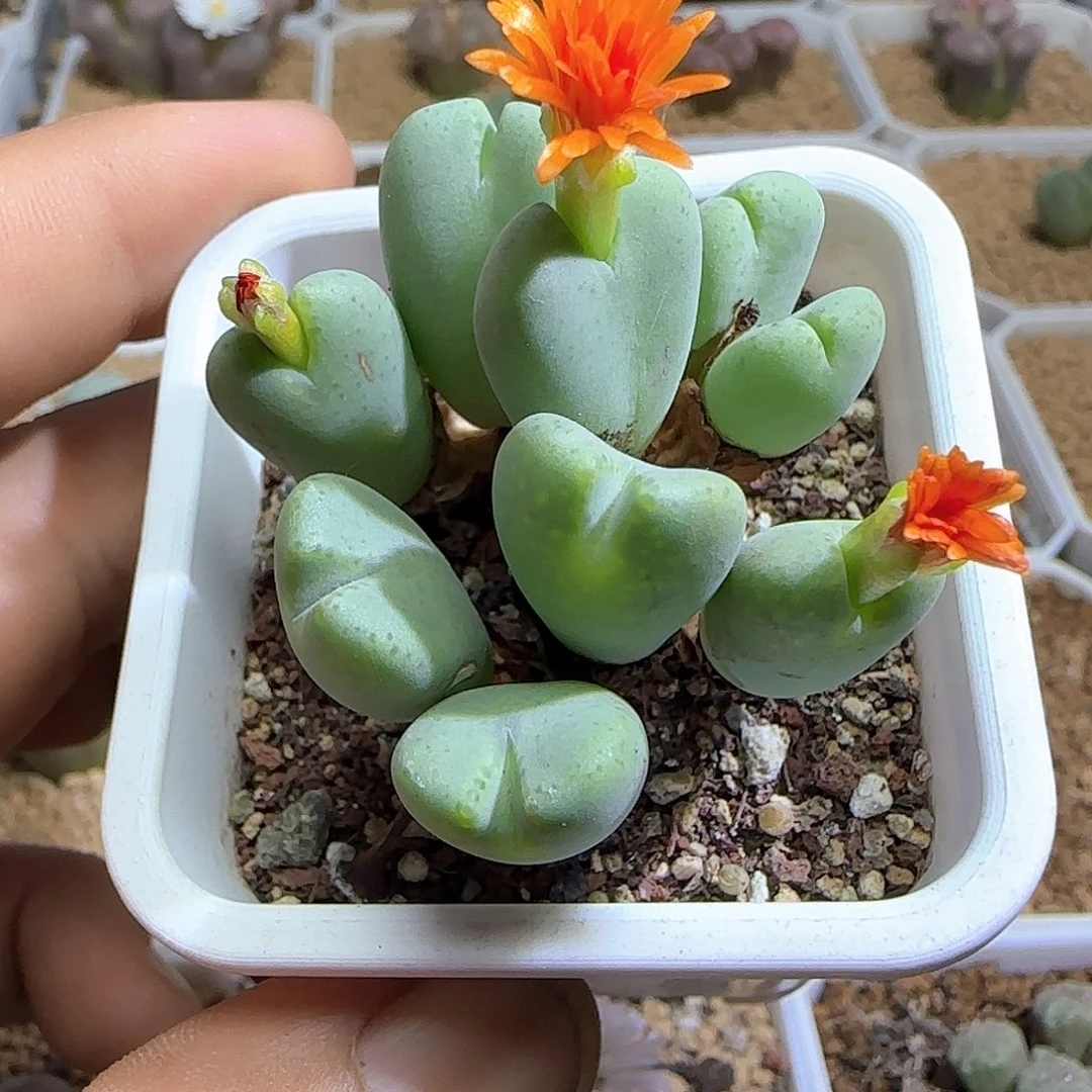 特价促销活动54049
