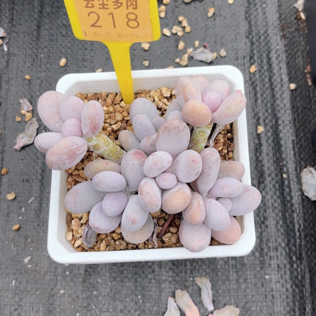 云尘多肉一物一拍218，