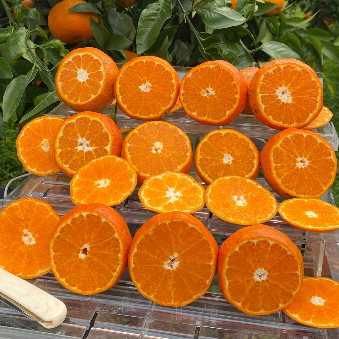 【酸甜多汁沃柑】虎斑高原沃柑新鲜水果桔子爆甜橘子柑橘丑皮沃柑