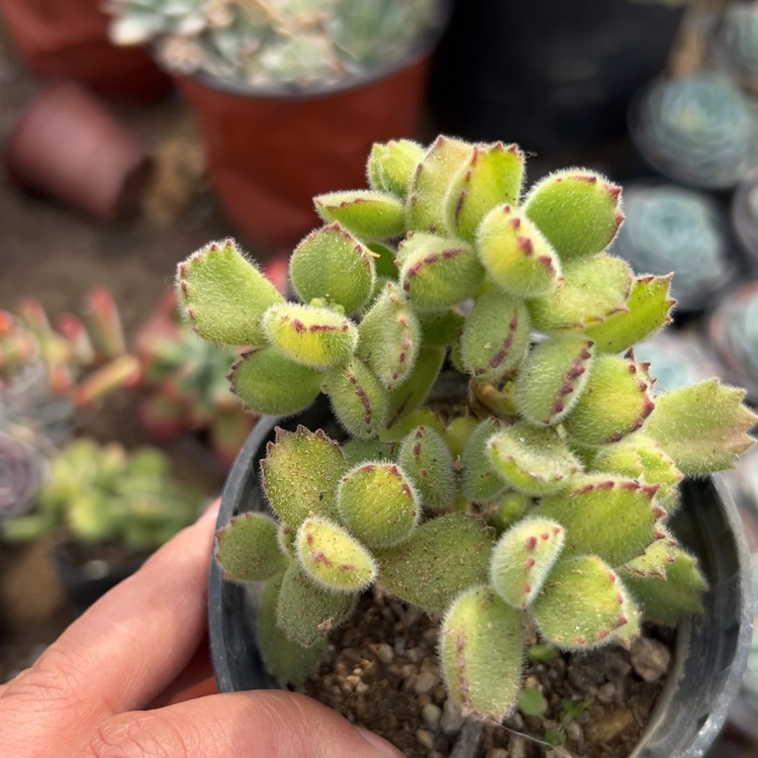 多肉植物多肉植物