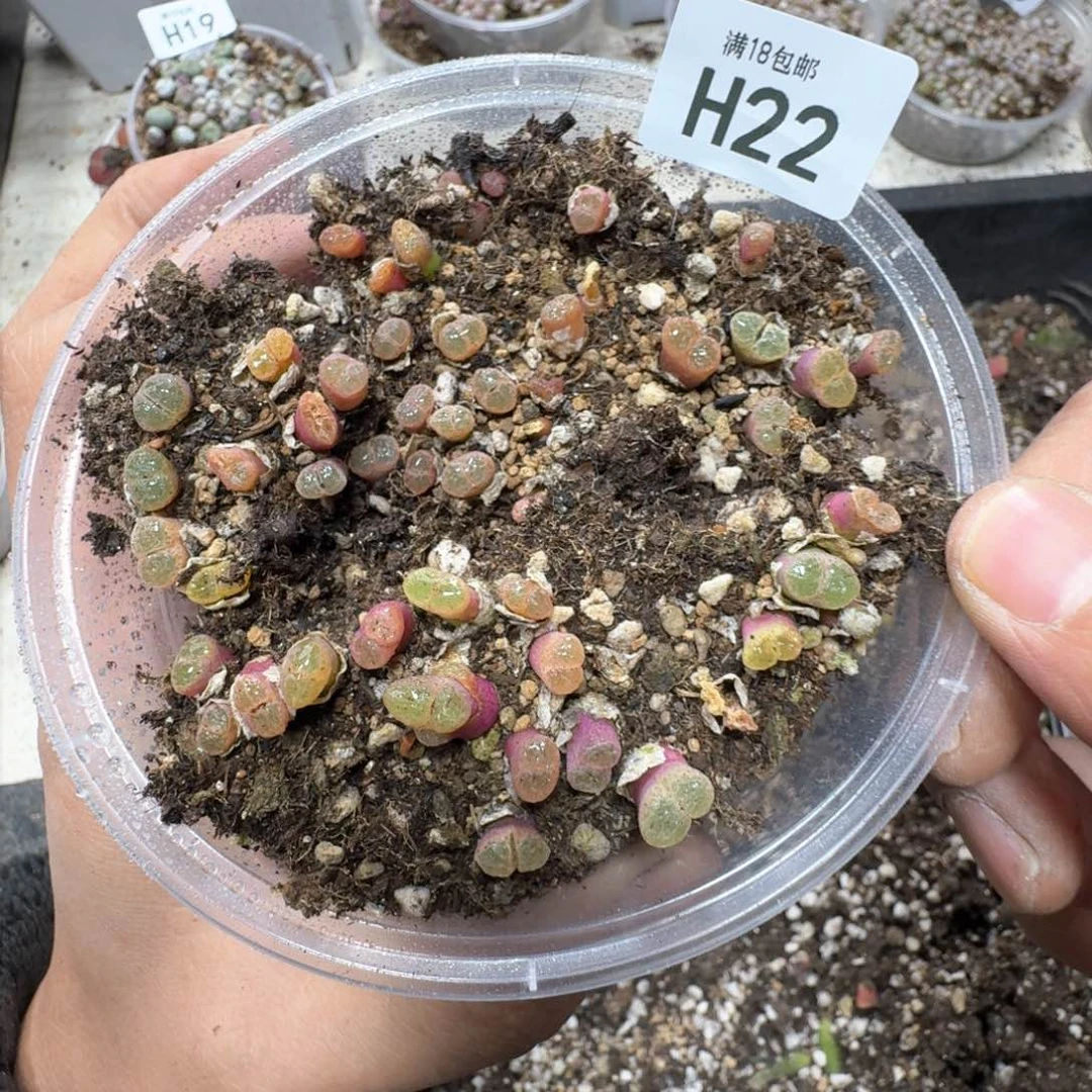 H22。1453.9。粉樱风铃