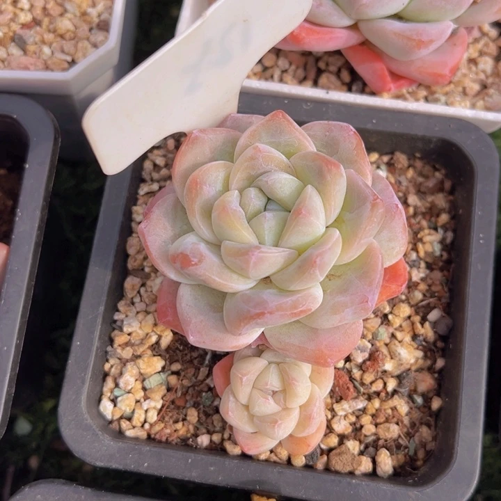 健健康康平平安安