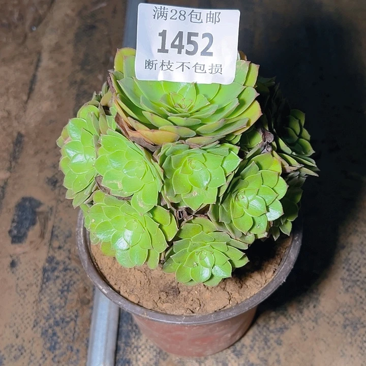1452桃花石多肉植物