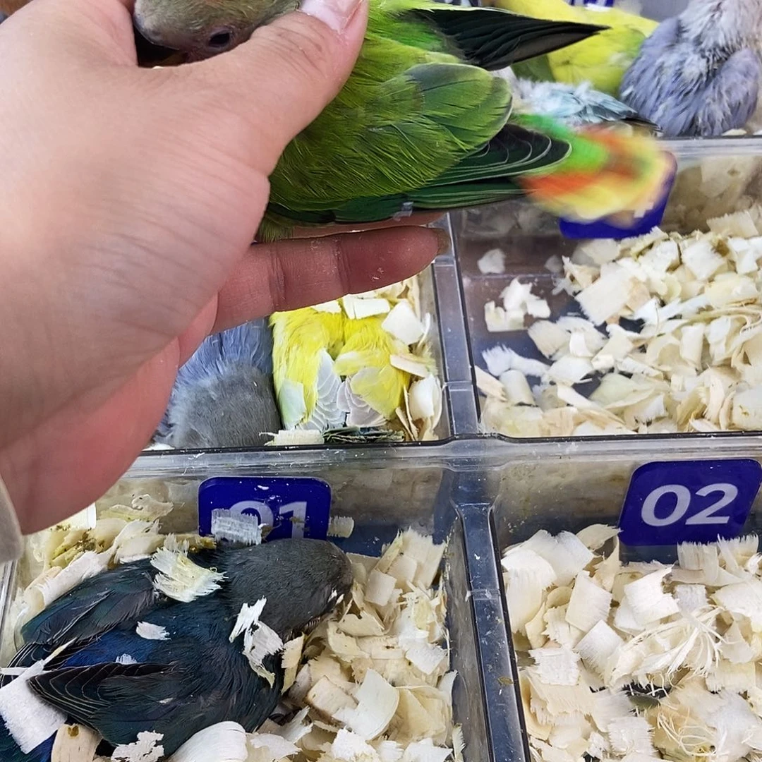 鹦鹉学长也2457885421