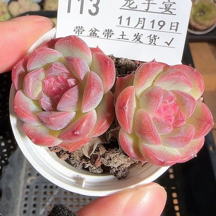 1119------113福利
