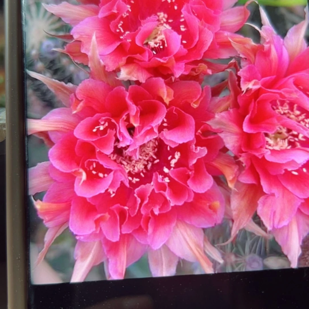 下21彩草舞裙歪侧芽4公分左右20包邮