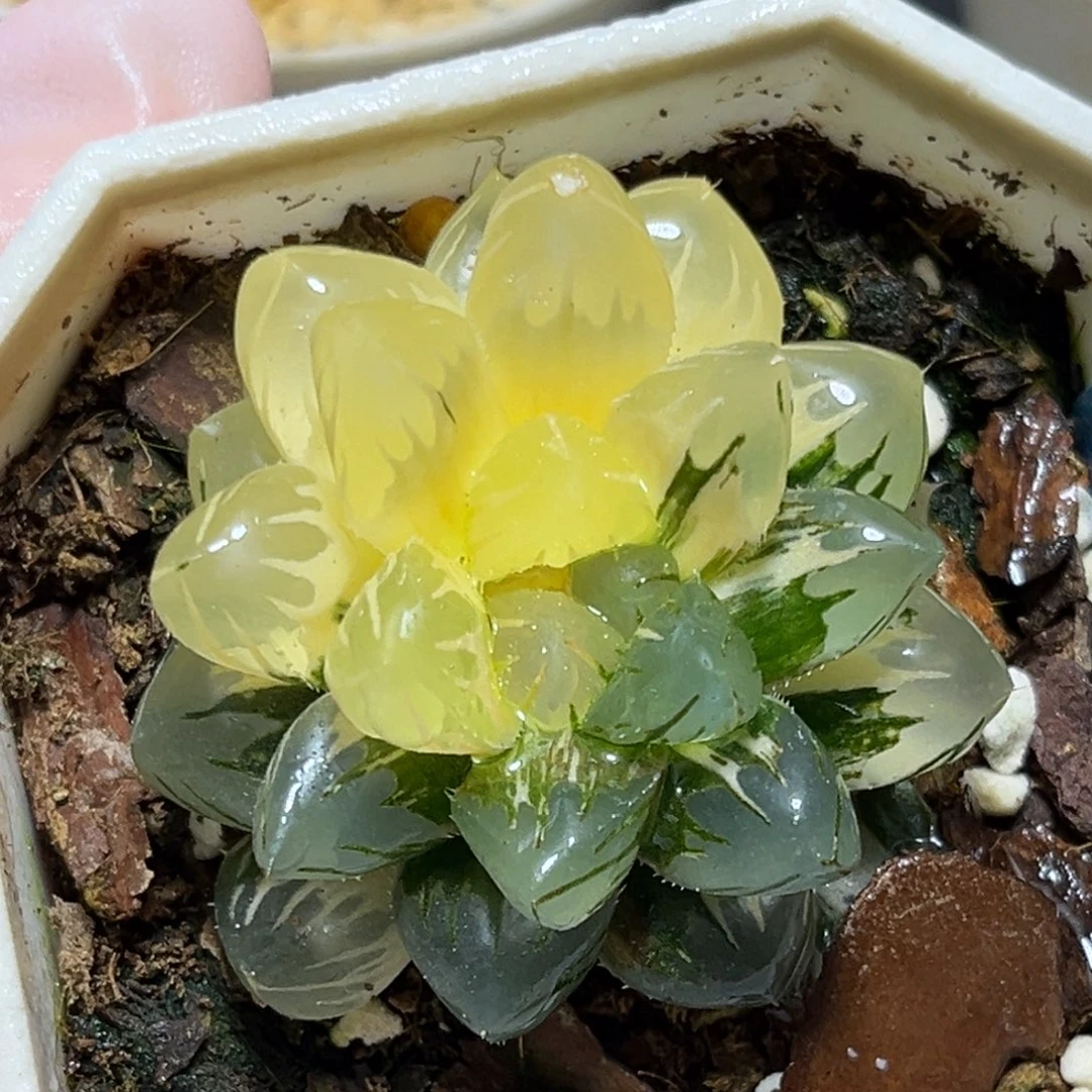 恭喜发财大吉大利0447