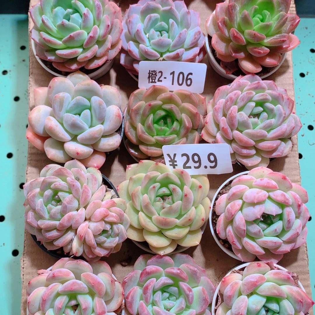 2-106一物一拍带盆18颗