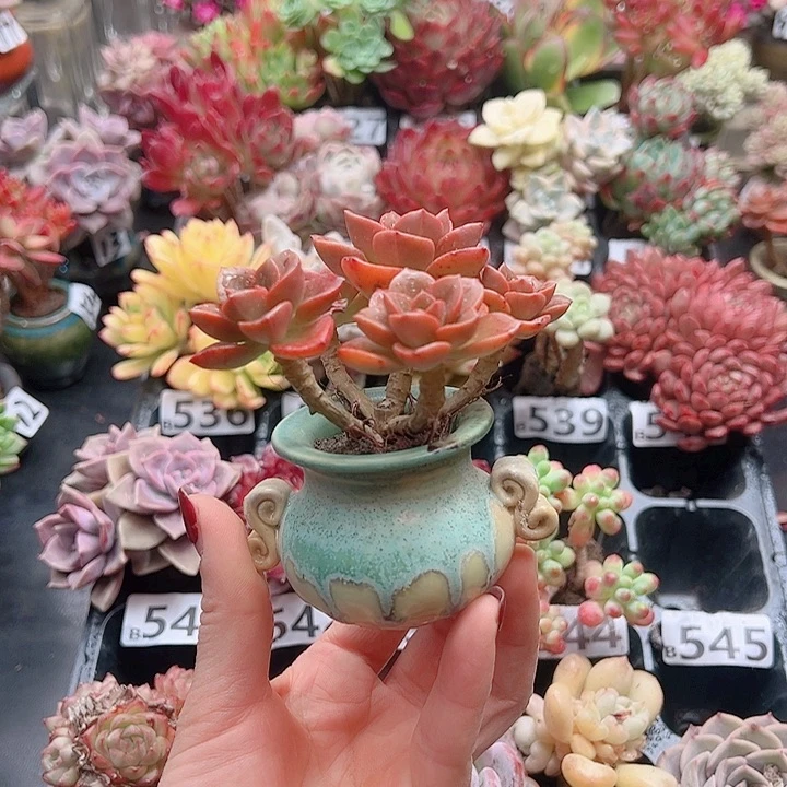 无铅玻璃爱****1花钱花钱花钱花钱