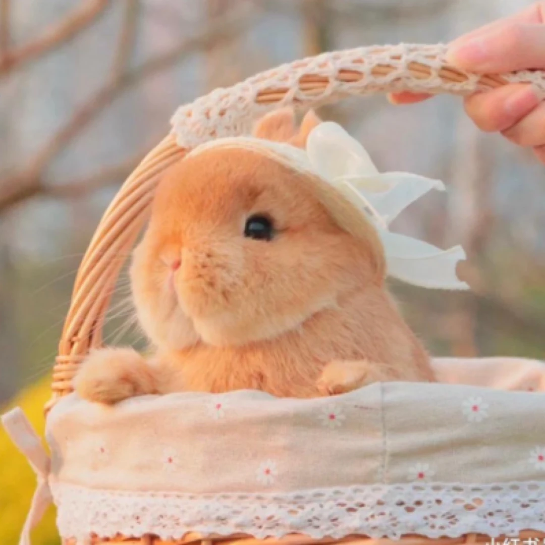 适合家庭饲养亲人无味小体型侏儒兔活体长不大垂耳兔好养宠物兔子