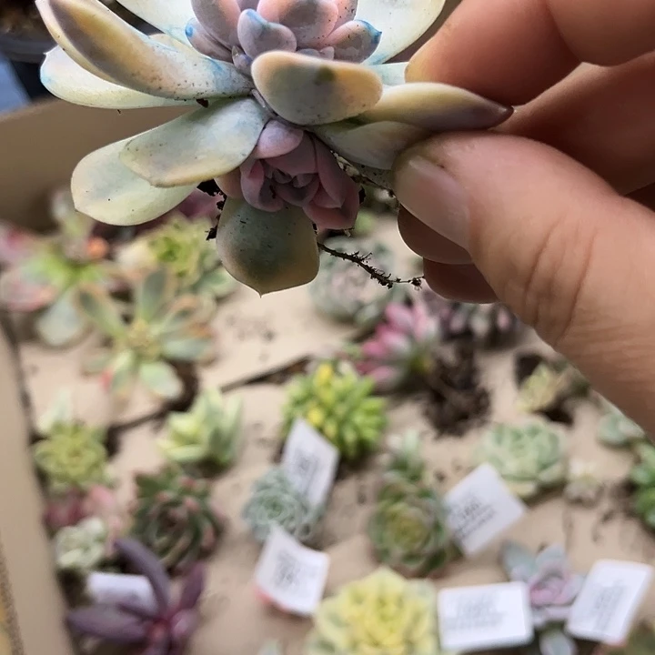 1965汉堡锦炸多肉植物