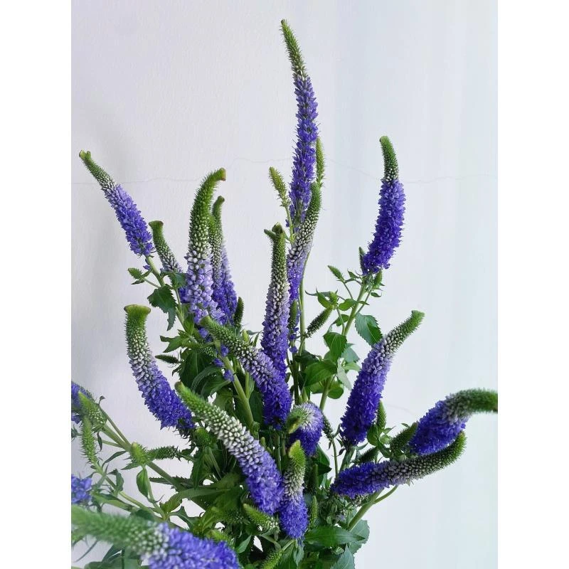 婵之语优选紫色单头鼠尾鲜切花