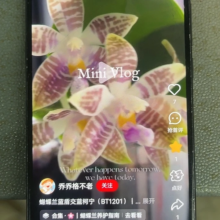 当前无花栽培后可以开花蓝柯柠带剑