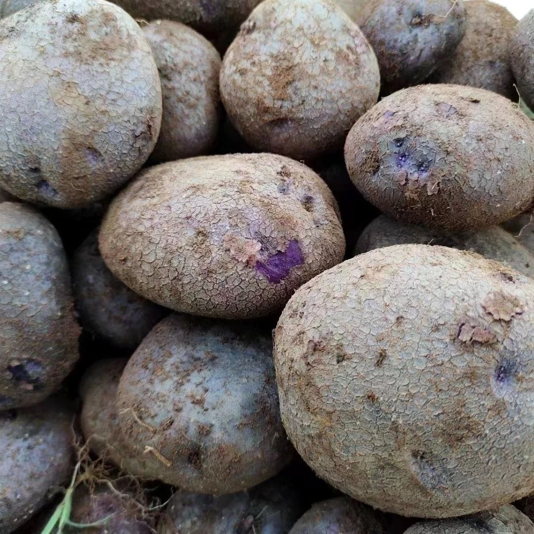 黑土豆种子紫色大土豆黑金刚七彩土豆黑美人马铃薯紫皮土豆乌洋芋