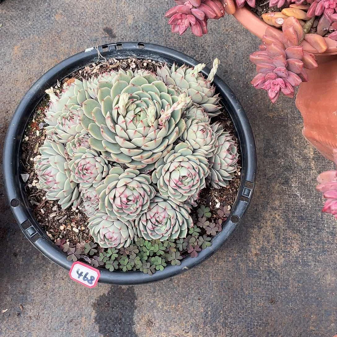 468苯巴蒂斯一物一拍多肉