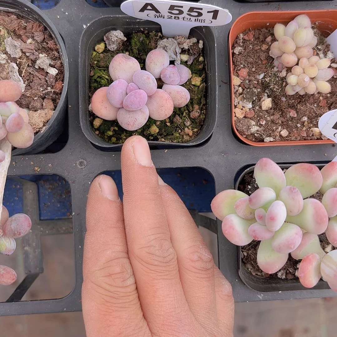 派****?A551彩虹奶一物一拍