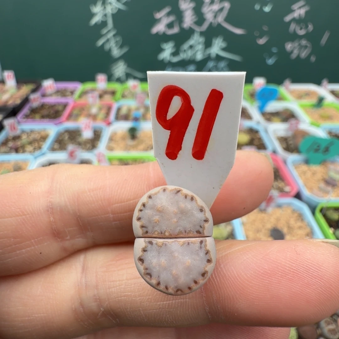 特价378蓝饼干脱土 91