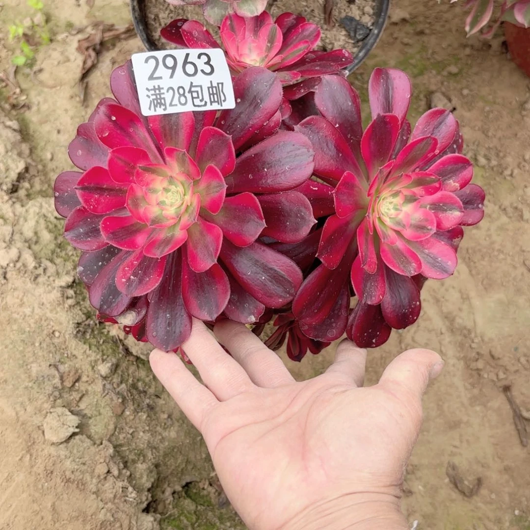 2963美杜莎多肉111111