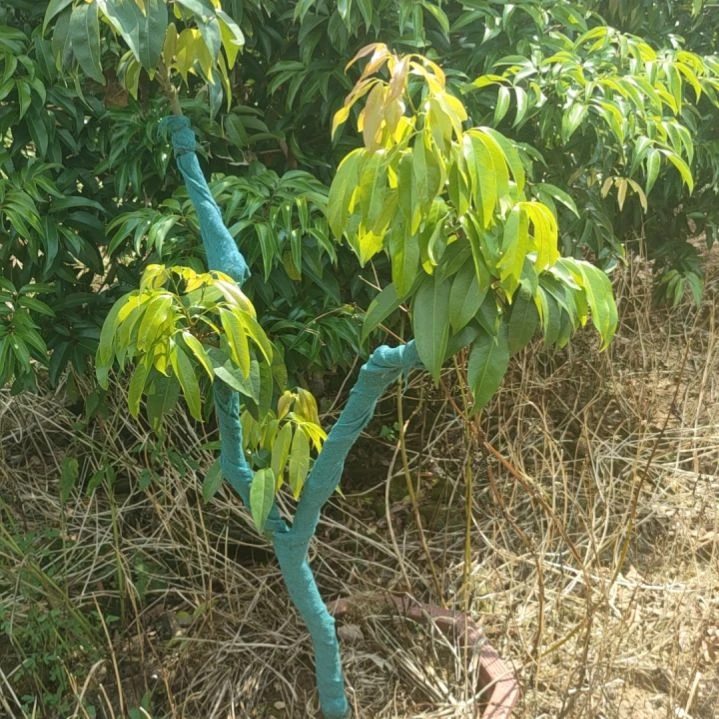 无花朵西园挂绿荔枝苗