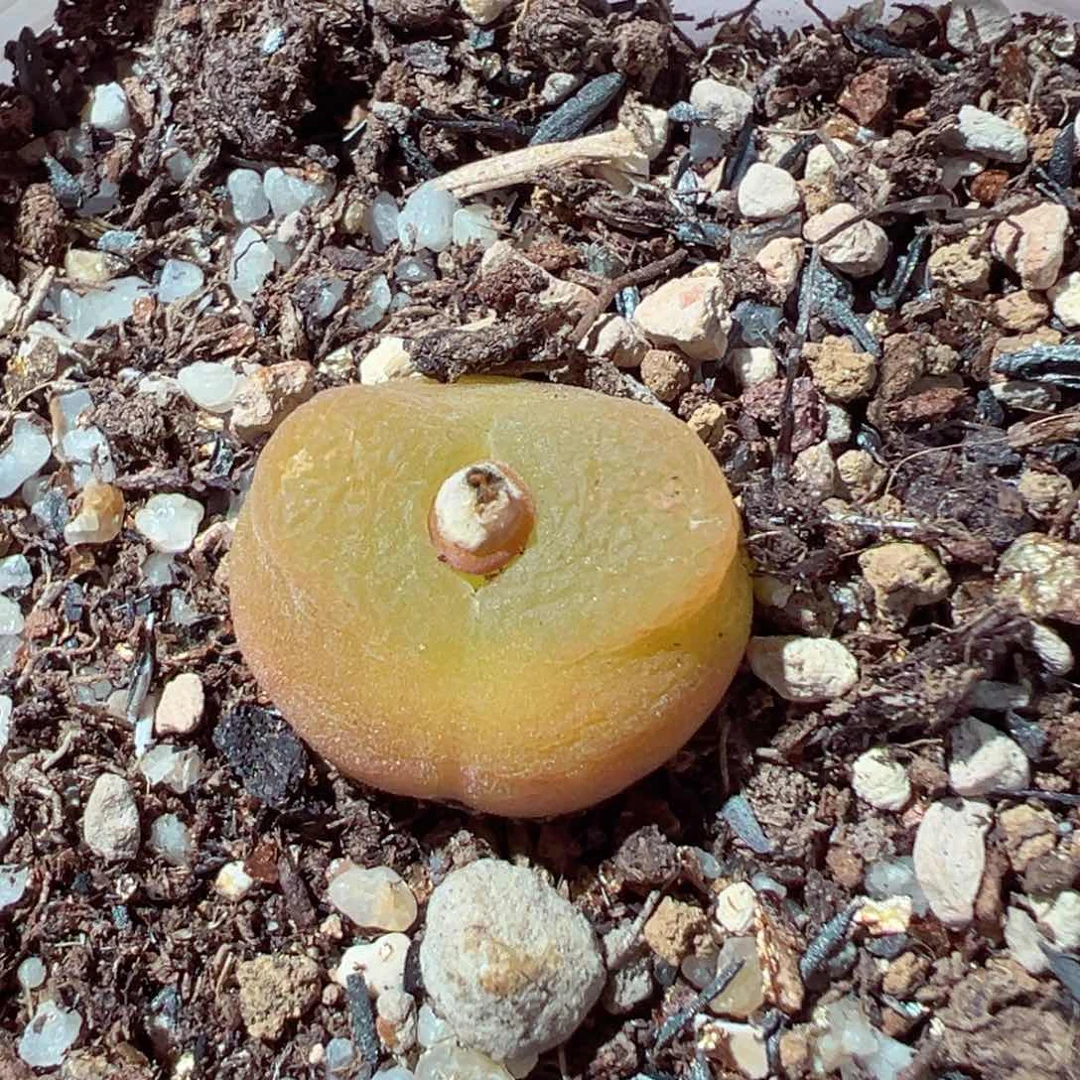 咔**子210-342多肉多肉