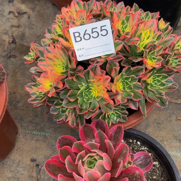 全部花朵多肉法师655。