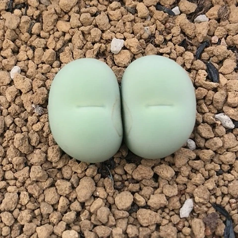 多肉肉锥 双头鸽子蛋