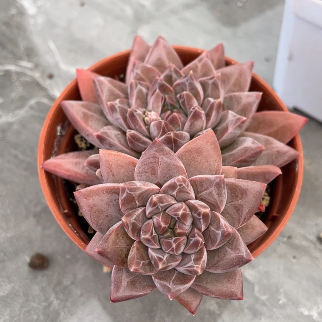 克拉克双头9公分左右