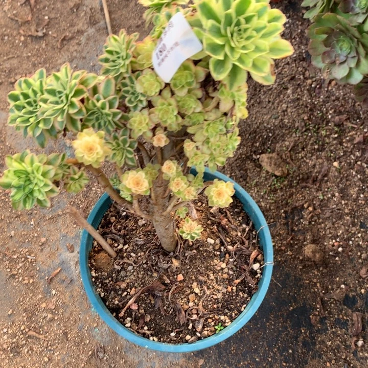 180保时捷多肉植物特价