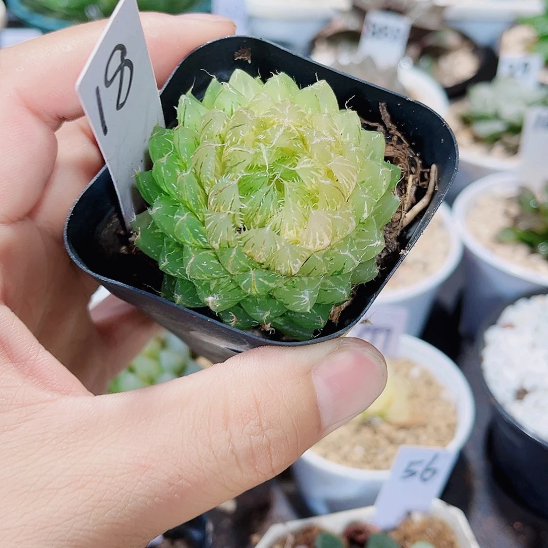 翠云锦新手好养的