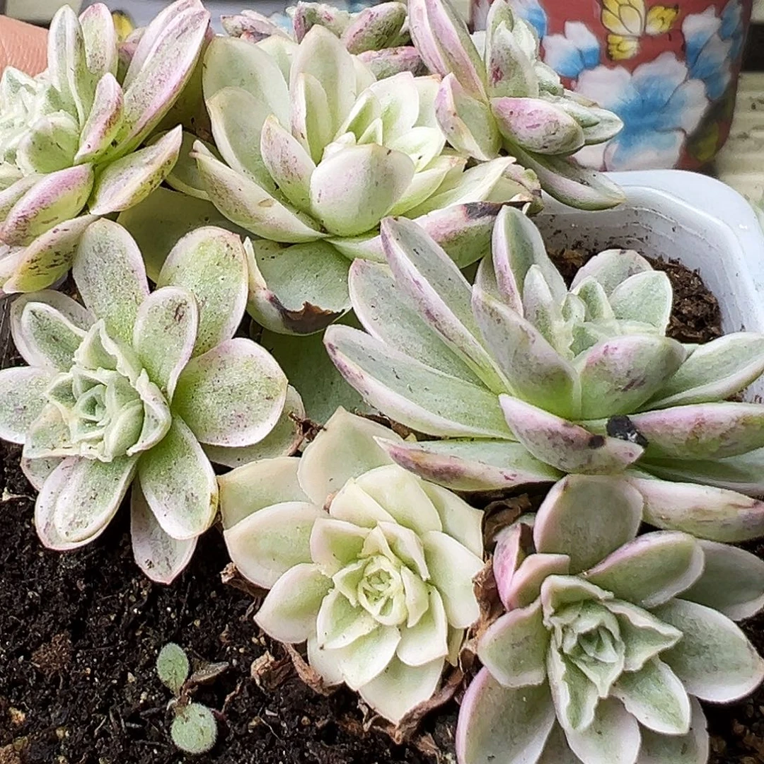 山地玫瑰锦秋夕898号