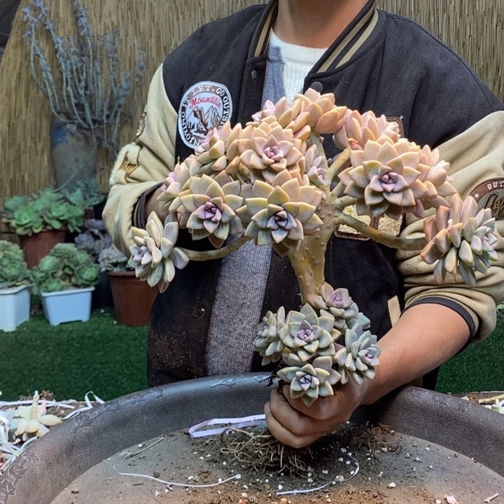 ！***402 号淡雪多肉植物