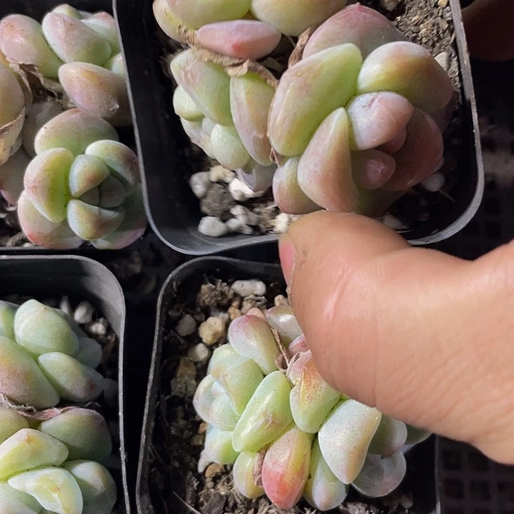 三头琥珀冰玉带盆土