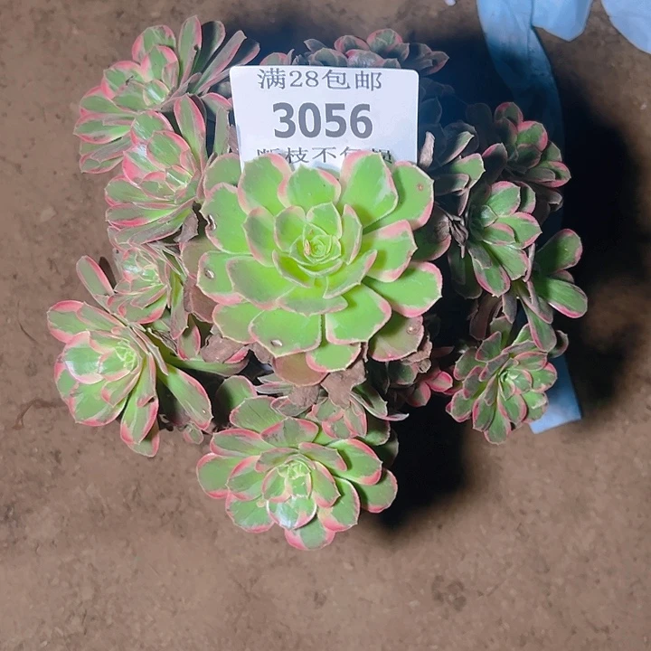 3056安娜多肉植物保护