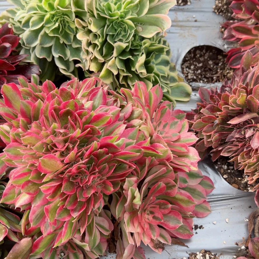 我7284 号多肉法师新年特价活动