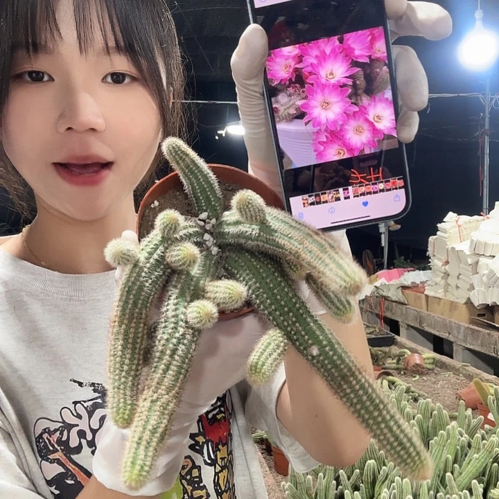 特鲁迪（掉头掉崽不售后）
