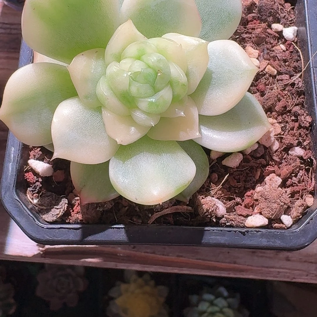 卡***伊佛罗瑞安娜锦珍妮多肉