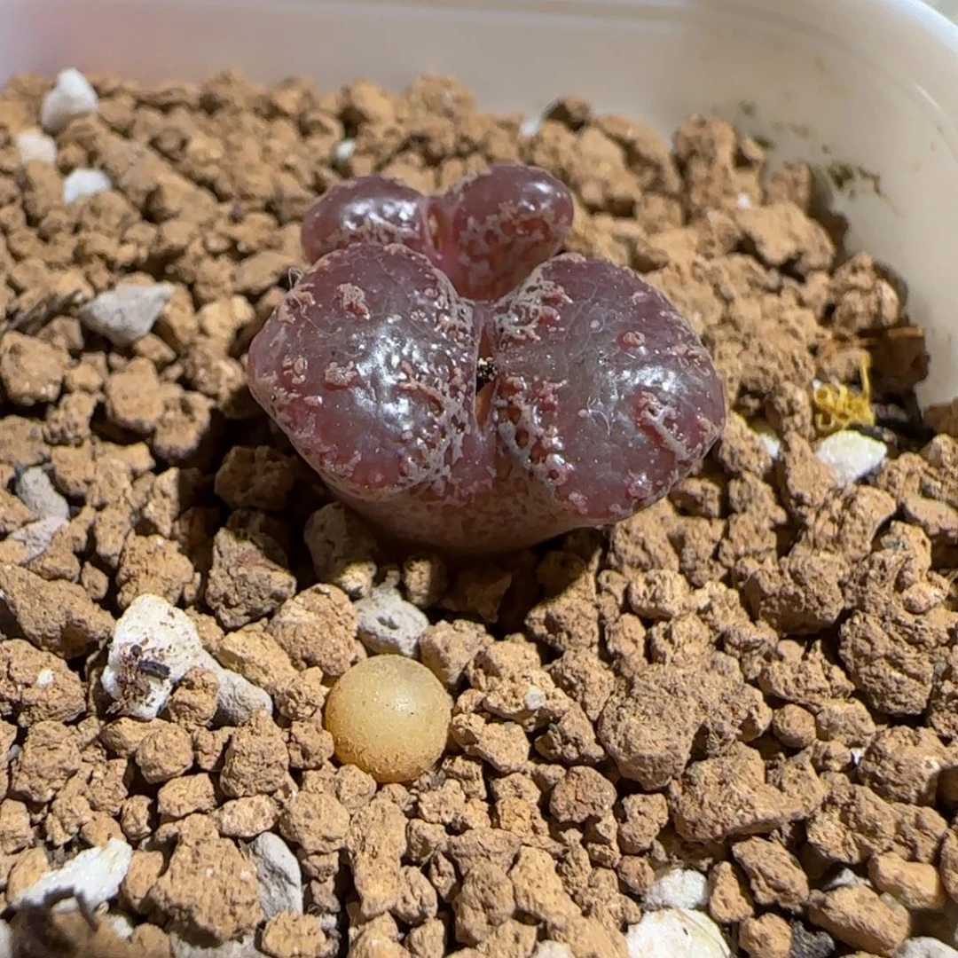 肉锥多肉植物组合-3km勋章413