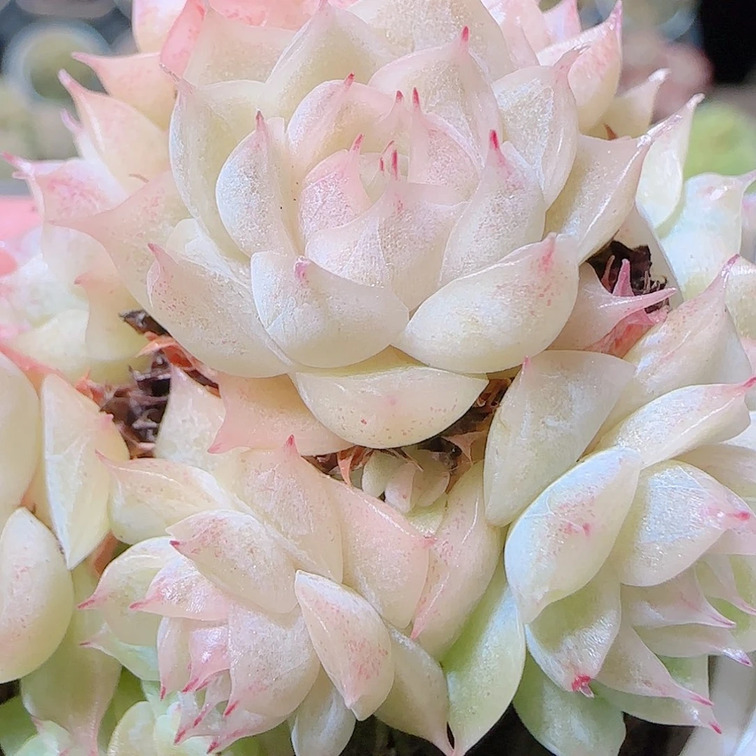 花语逸镜1123-50散