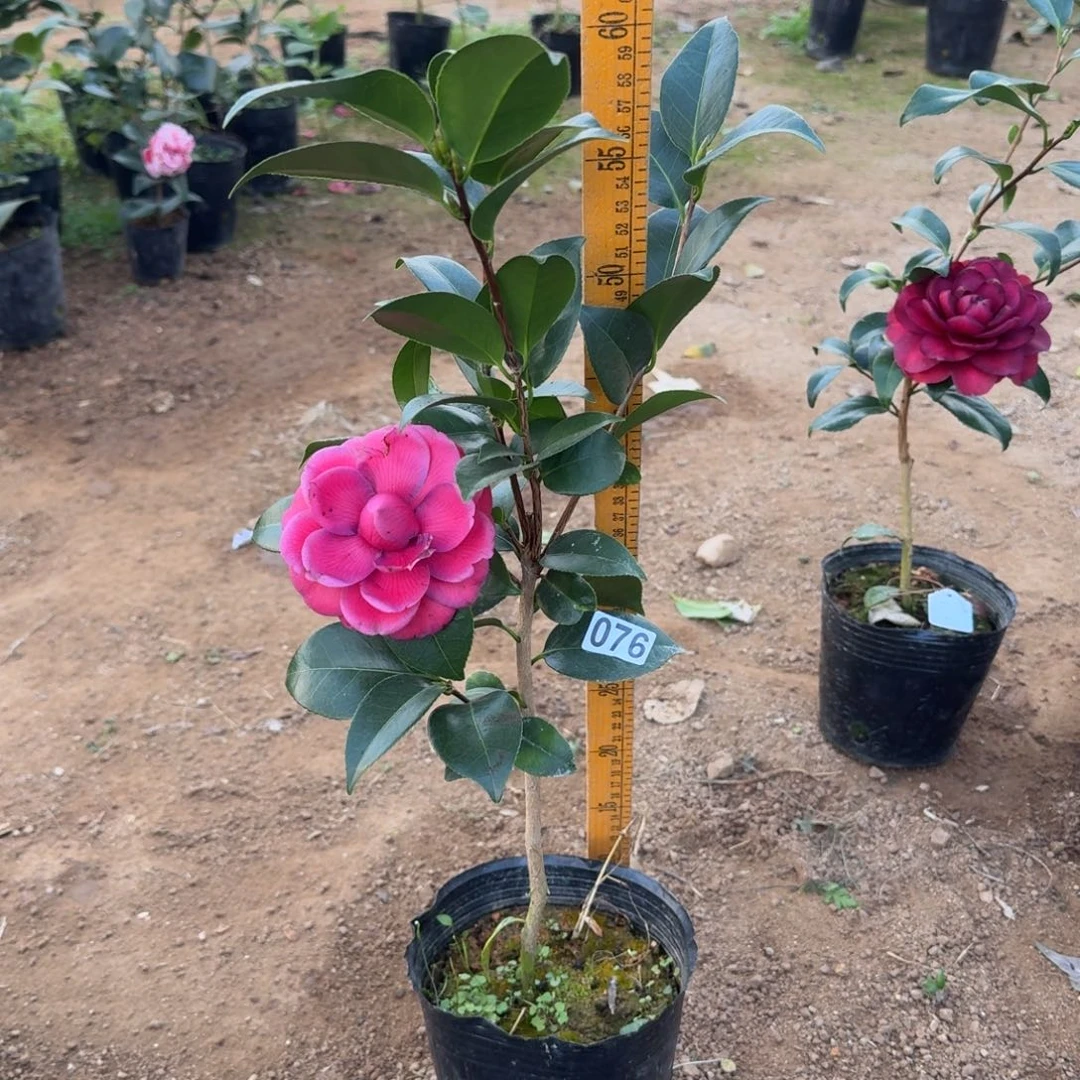 少量花朵（建议范围：2朵-5朵 或40%以下）076黑色蕾丝一个花苞